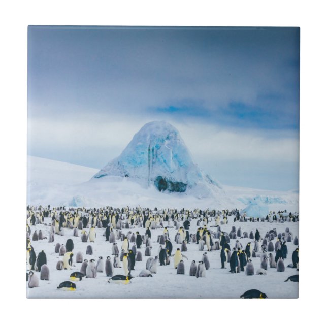 Emperor Penguin Colony Ceramic Tile (Front)