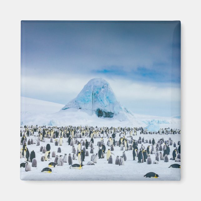 Emperor Penguin Colony Magnet (Front)