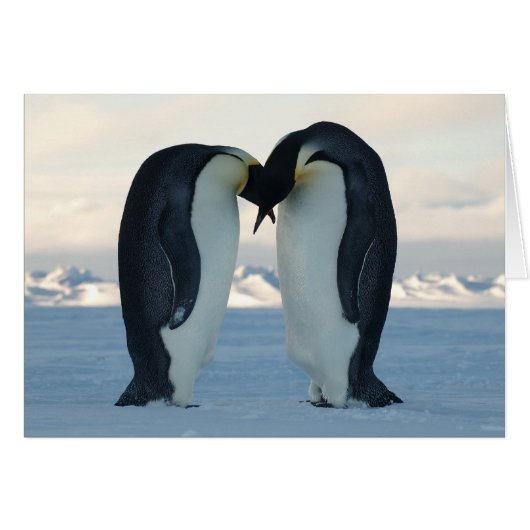 Emperor Penguin Courtship Cards (Front Horizontal)