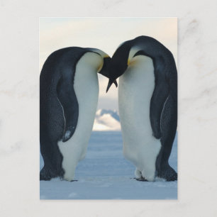 Emperor Penguin Courtship Postcard