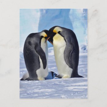 Emperor Penguin Family Postcard by DavidSalPhotography at Zazzle