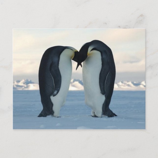 Emperor Penguin Kiss - Postcard (Front)