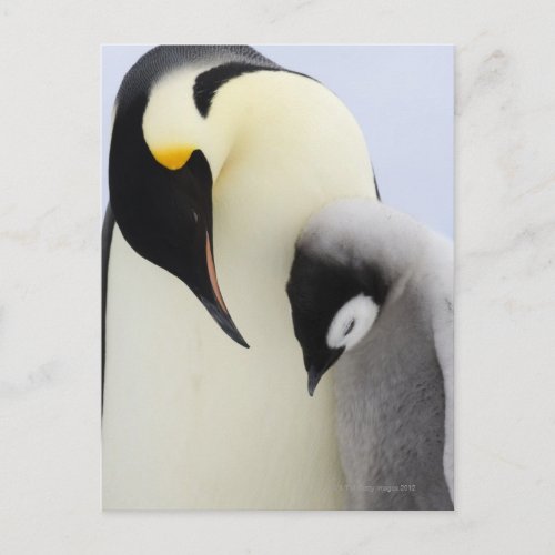 Emperor Penguin looking at chick Postcard
