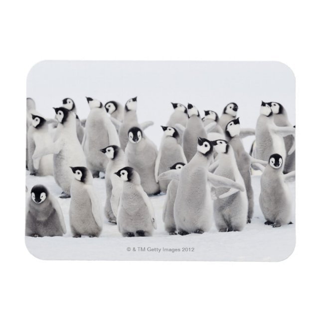 Emperor penguin magnet (Horizontal)