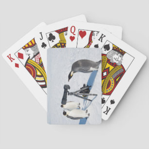 Emperor Penguin Photographer Poker Cards