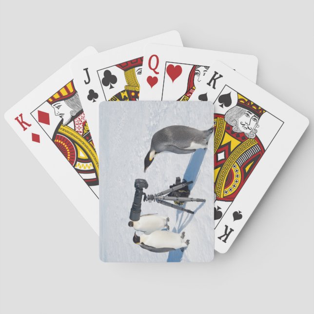 Emperor Penguin Photographer Poker Cards (Back)