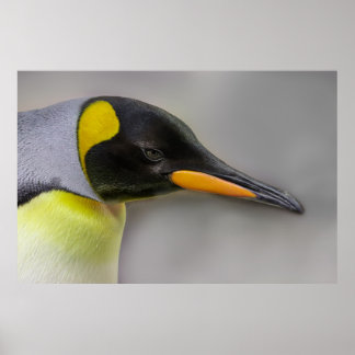 Emperor Penguin Portrait Close-Up Poster