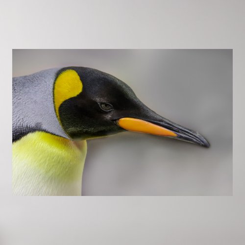 Emperor Penguin Portrait Close_Up Poster