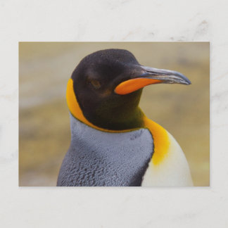 Emperor Penguin postcard