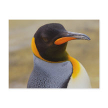 Emperor Penguin postcard