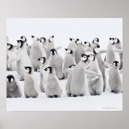 Emperor penguin poster