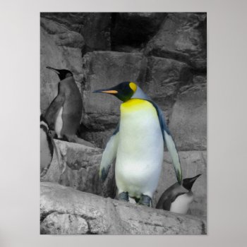 Emperor Penguin Poster by Wilderzoo at Zazzle