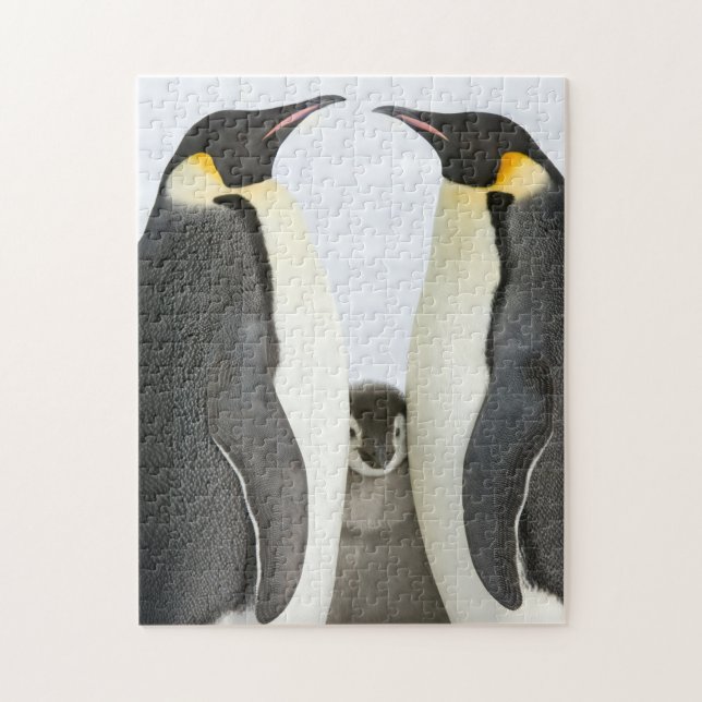 Emperor Penguin Puzzle (Vertical)