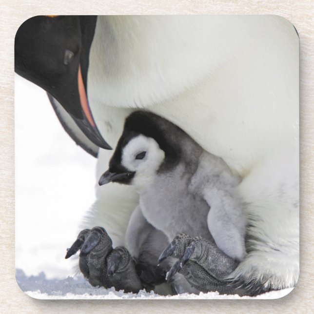 Emperor Penguin | Snow Hill Island Beverage Coaster (Front)