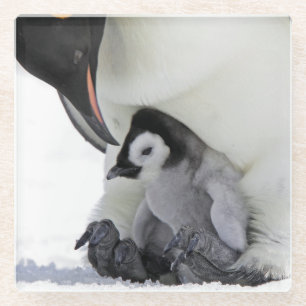 Emperor Penguin Snow Hill Island Glass Coaster