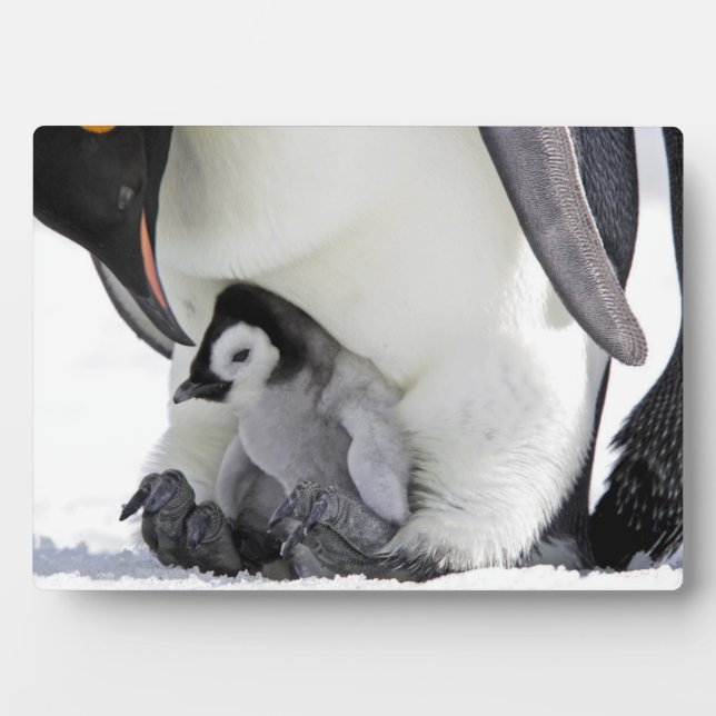 Emperor Penguin | Snow Hill Island Plaque (Front)