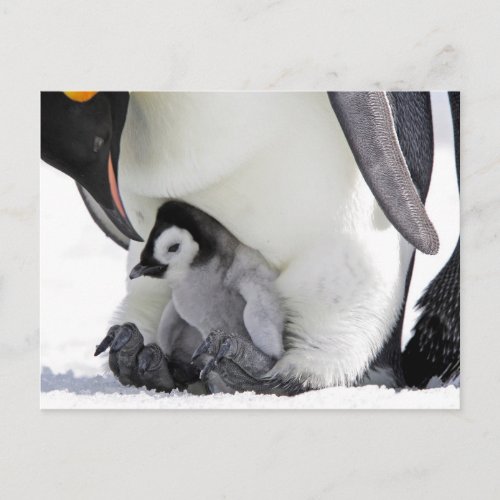 Emperor Penguin  Snow Hill Island Postcard