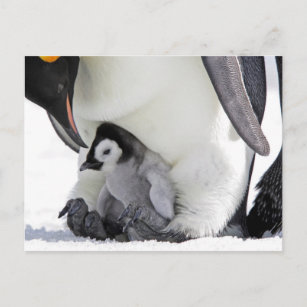 Emperor Penguin   Snow Hill Island Postcard