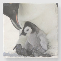 Emperor Penguins and Chick - Snow Hill Island iPhone 11 case Emperor Penguins and Chick - Snow Hill Island iPhone 11 case