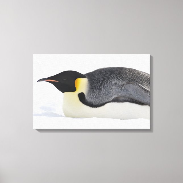 Emperor Penguin, Snow Hill Island, Weddell Sea, Canvas Print (Front)
