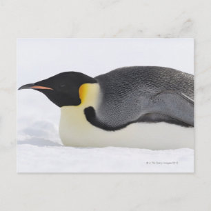 Emperor Penguin, Snow Hill Island, Weddell Sea, Postcard