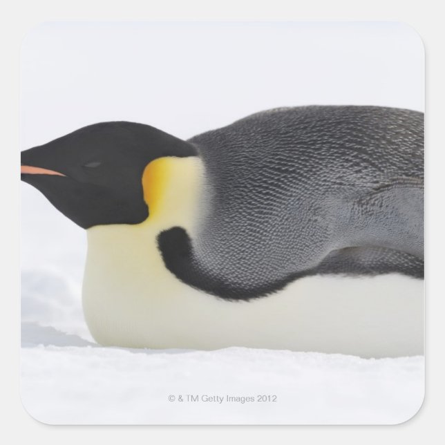 Emperor Penguin, Snow Hill Island, Weddell Sea, Square Sticker (Front)