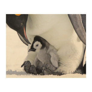 Emperor Penguin Snow Hill Island Wood Wall Art