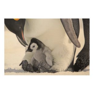 Emperor Penguin Snow Hill Island Wood Wall Decor