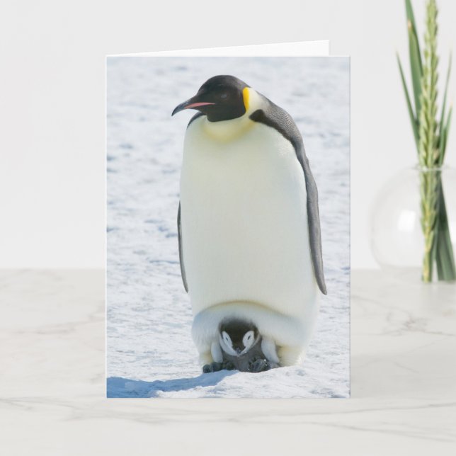 Emperor Penguin with Chick- note card (Front)