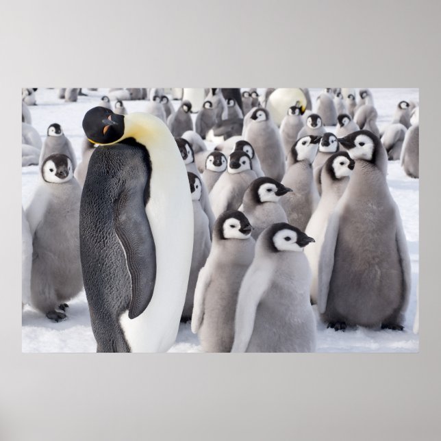 Emperor penguin with chicks poster (Front)