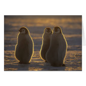 Emperor Penguins (Front Horizontal)