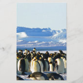 Emperor penguins (Front)