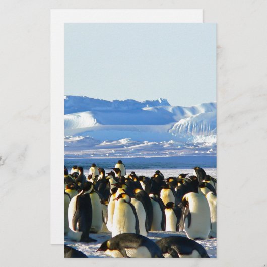Emperor penguins (Front/Back)