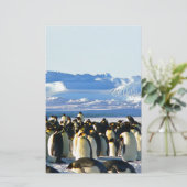 Emperor penguins (Standing Front)