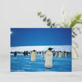 Emperor penguins by moonlight, Antarctica (Standing Front)