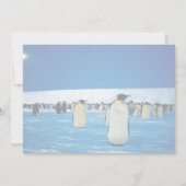 Emperor penguins by moonlight, Antarctica (Back)