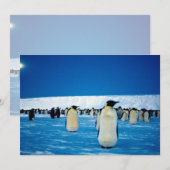 Emperor penguins by moonlight, Antarctica (Front/Back)