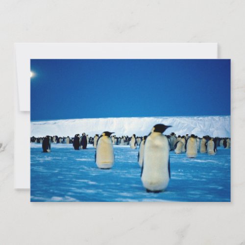 Emperor penguins by moonlight, Antarctica Invite