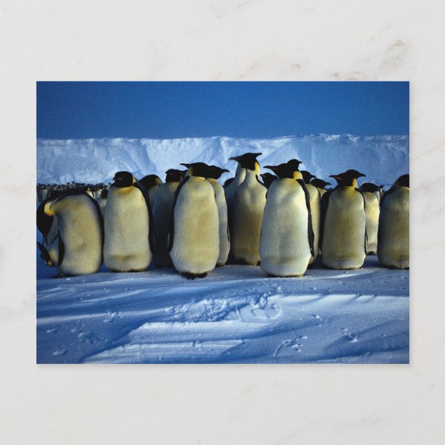 Emperor penguins by moonlight postcard (Front)
