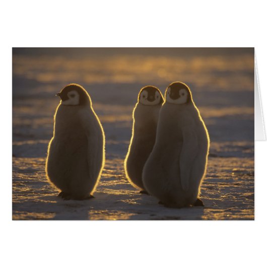 Emperor Penguins Cards (Front Horizontal)