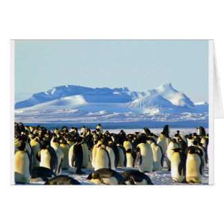 Emperor penguins cards