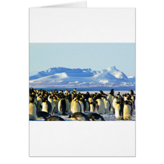 Emperor penguins cards