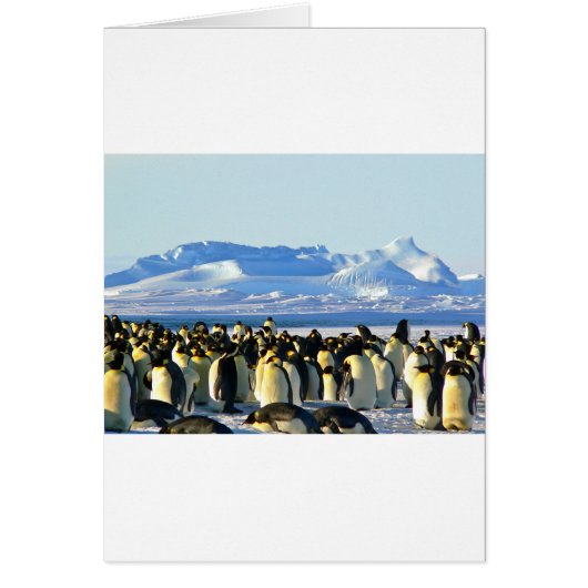 Emperor penguins cards (Front)