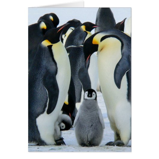 Emperor penguins cards (Front)