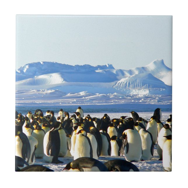 Emperor penguins ceramic tile (Front)