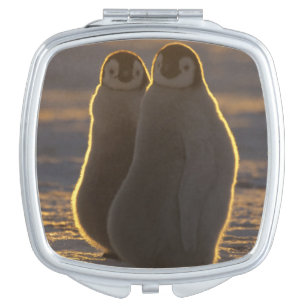 Emperor Penguins Compact Mirror