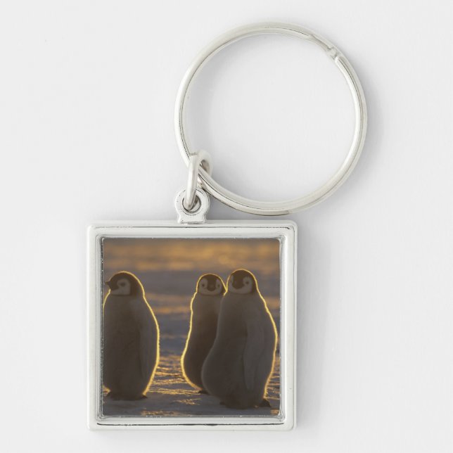 Emperor Penguins Keychain (Front)