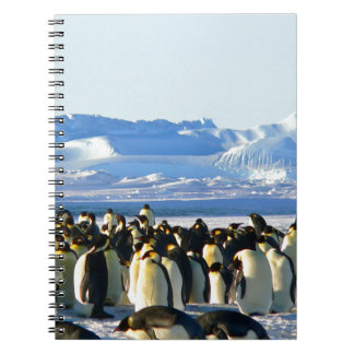 Emperor penguins notebook