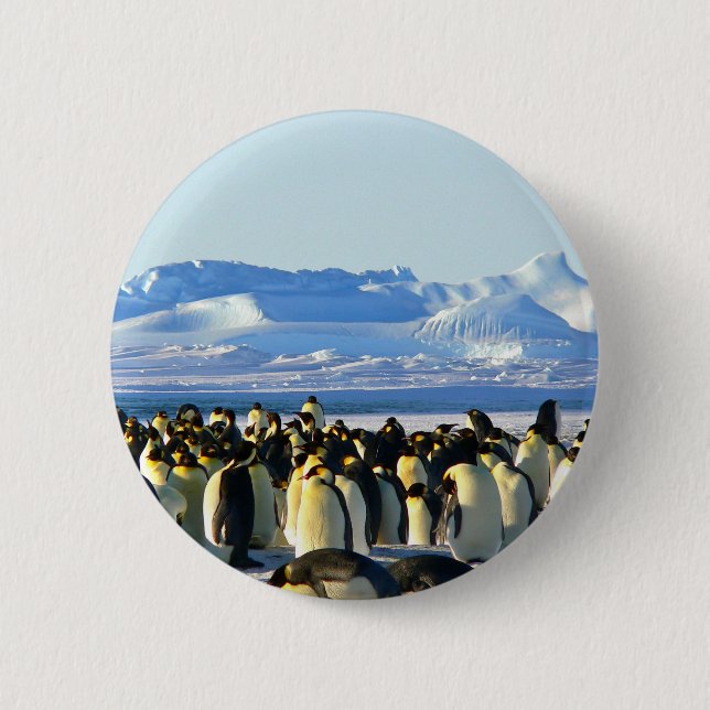 Emperor penguins pinback button (Front)