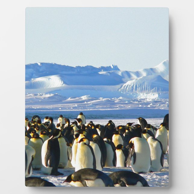 Emperor penguins plaque (Front)